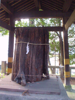 愛宕神社 首塚の松