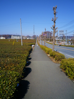 いちょう通り