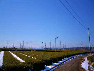茶畑